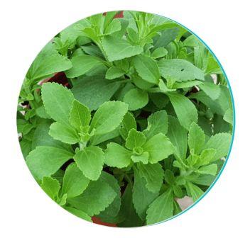 Stevia for Oral Health